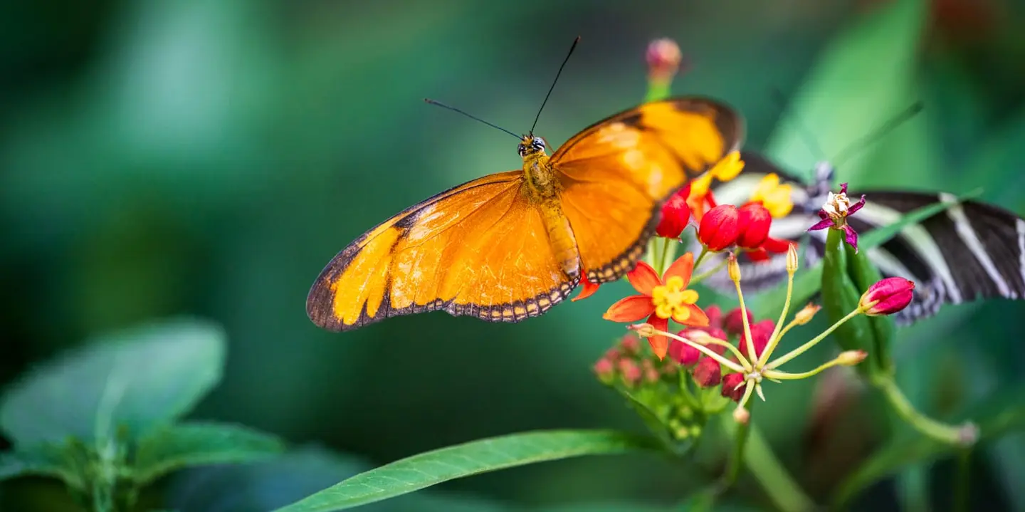 Two butterfly species share a Lantana flower cluster in a tropical greenhouse in Amsterdam — a Julia butterfly (Dryas iulia) in warm amber-orange in the foreground with wings held level, and a Zebra…