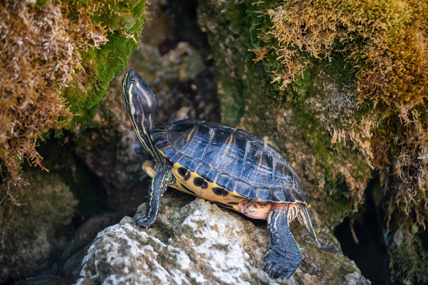 A single pond slider turtle (Trachemys scripta) climbs up moss-covered rocks, the yellow plastron with its dark spots clearly visible and the neck stretched into the characteristic alert posture.