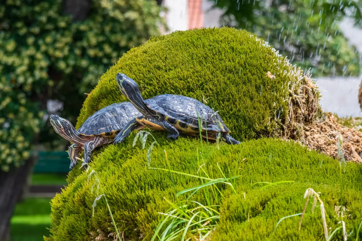 A pair of pond slider turtles (Trachemys scripta) rest on a moss-covered mound, one stretched out and the other partly perched on the first's shell.