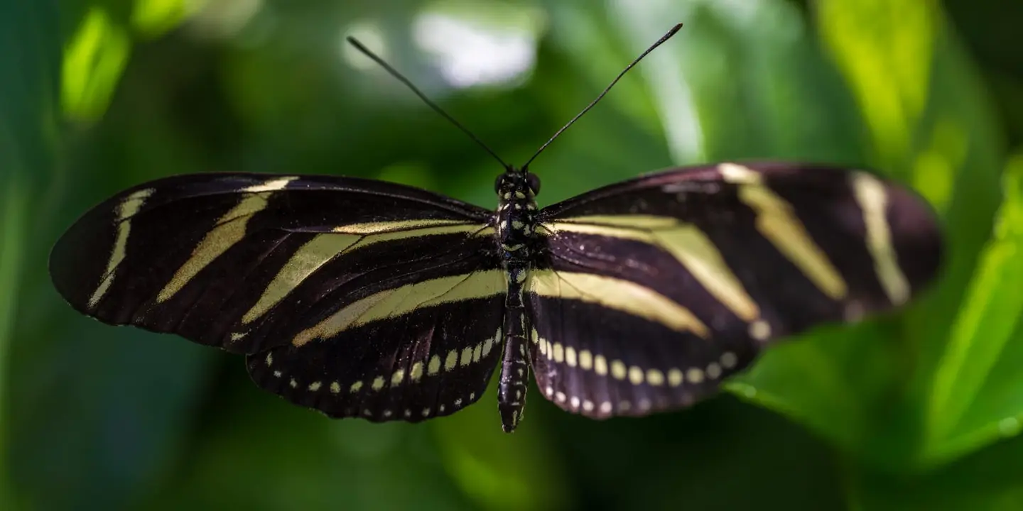 A zebra longwing seen from above with wings spread wide, body lengthened, the cream bars on the forewings catching the green-filtered greenhouse light.