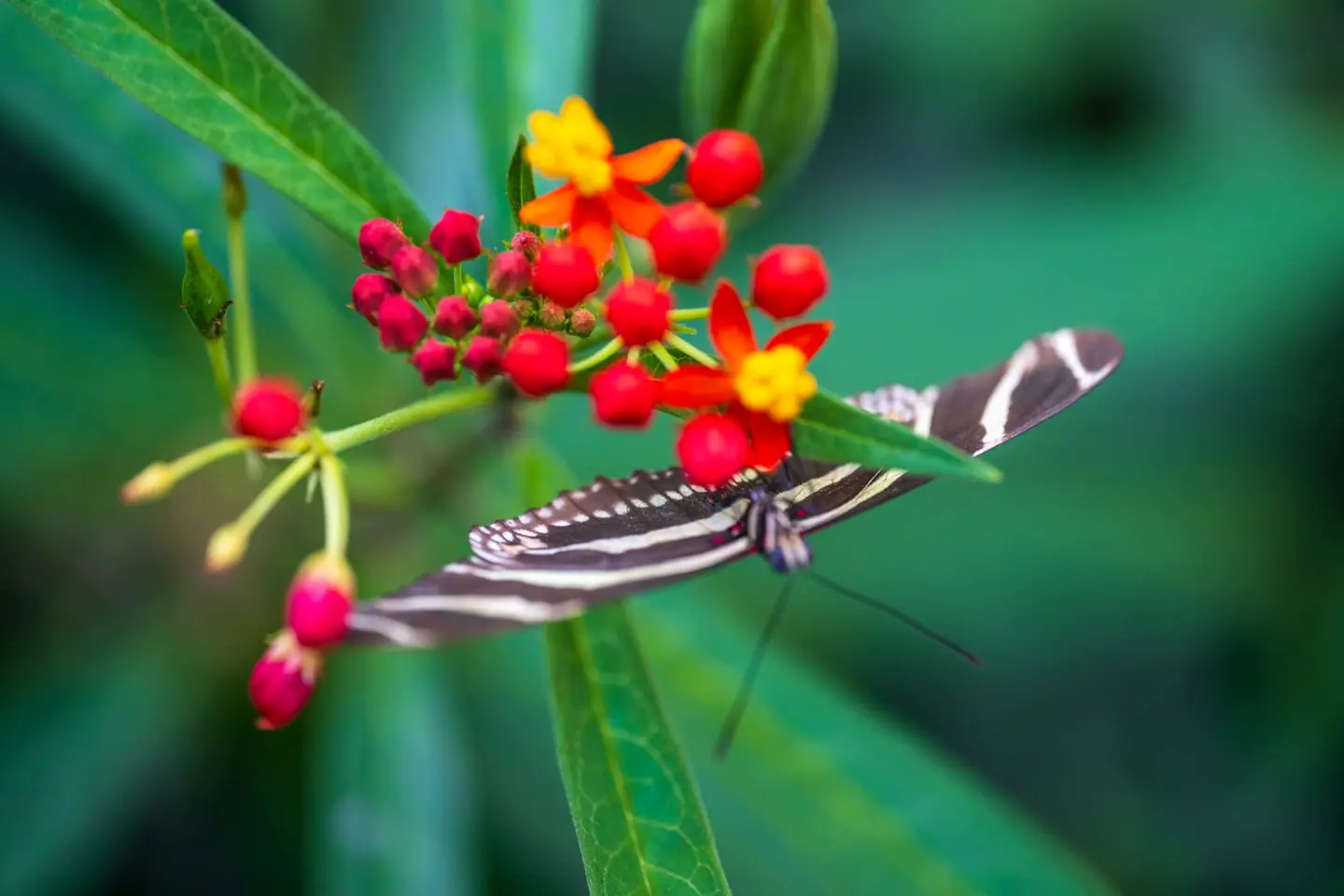 A zebra longwing extends its proboscis into the bright orange-and-yellow blooms of tropical milkweed (Asclepias curassavica).