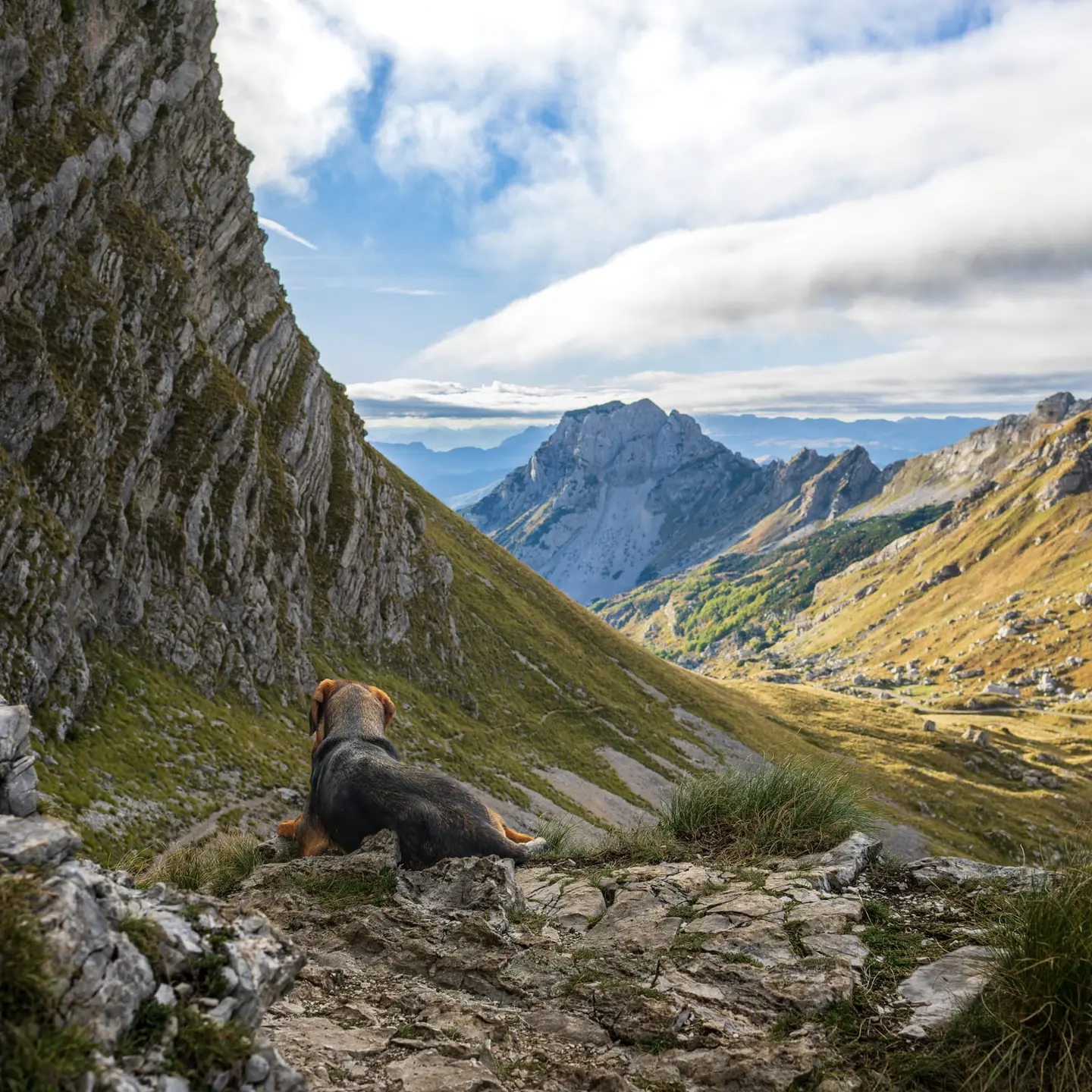 A trail dog rests on a rocky ledge and gazes down a sweeping glacial valley in Durmitor National Park, Montenegro.
