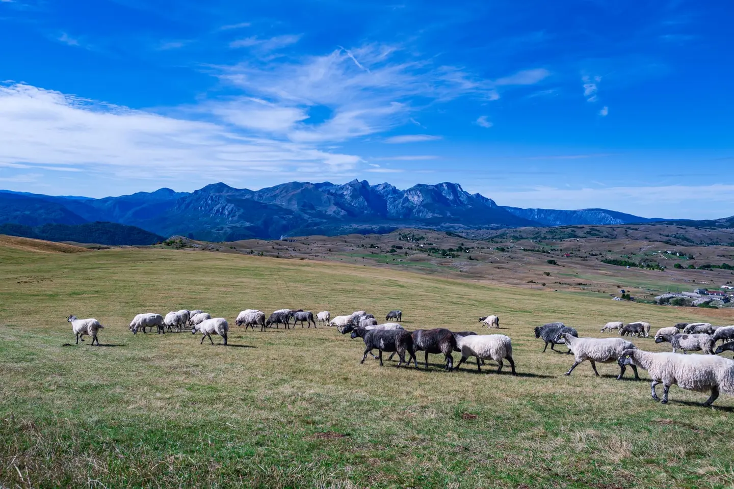 A flock of sheep moves across a high mountain pasture on the Durmitor plateau of northern Montenegro, the rugged blue ridgeline of the massif rising beyond rolling grassland dotted with scattered…