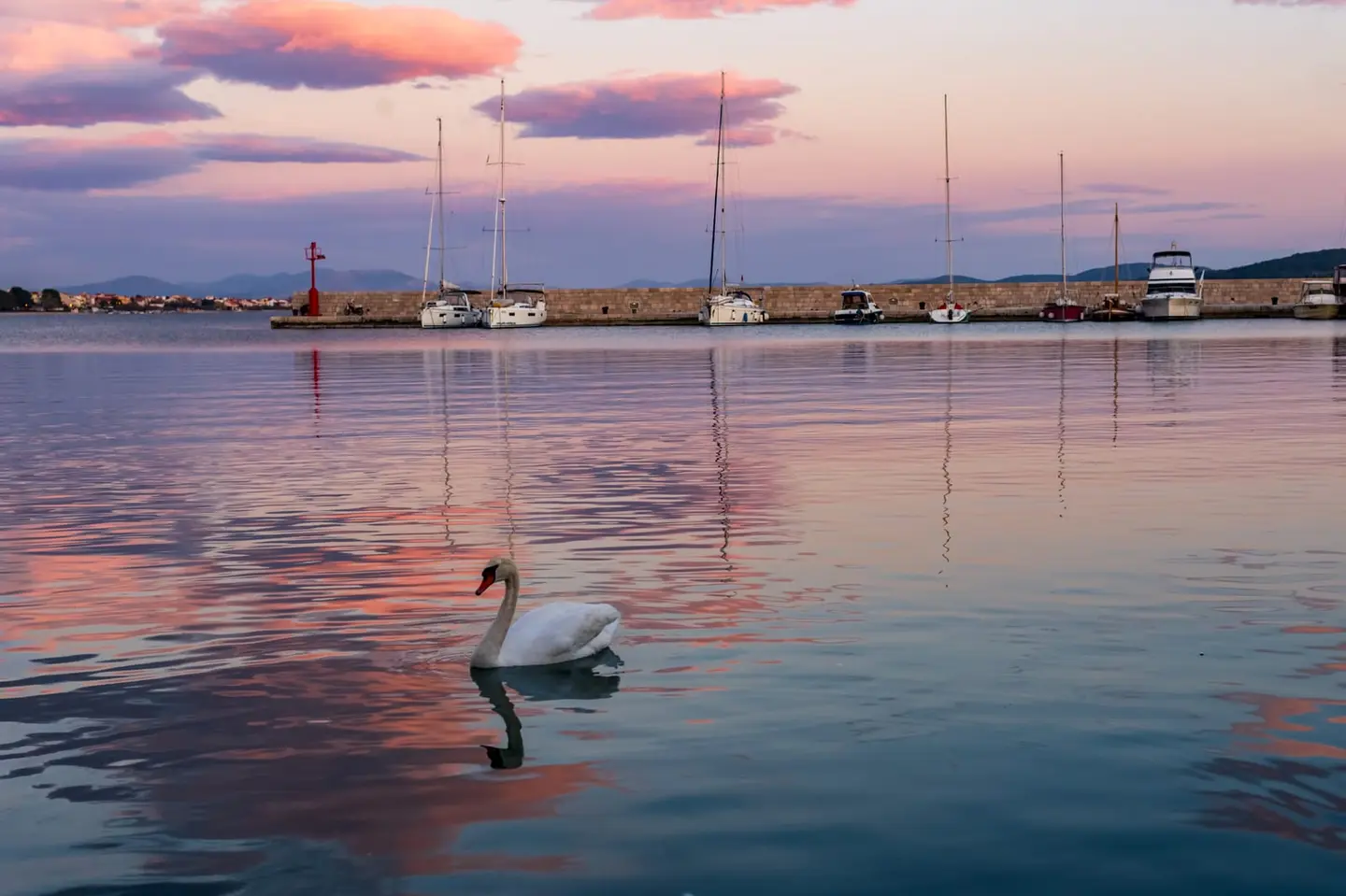 A single mute swan drifts across glassy water as a pastel sunset of pink and lavender settles over the harbour at Vodice, on Croatia's Dalmatian coast.