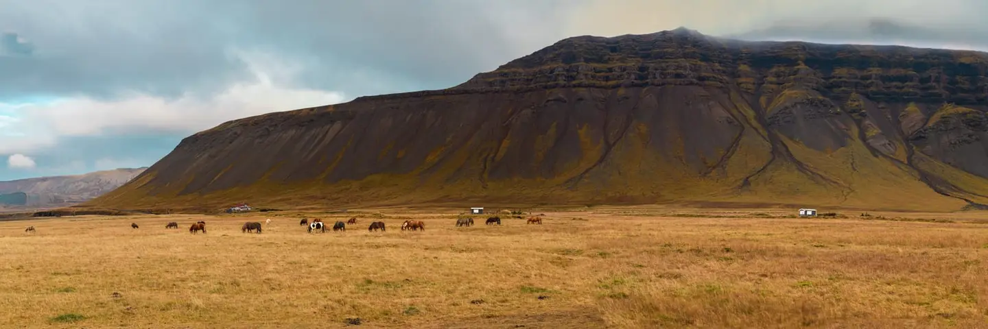A herd of Icelandic horses grazes across a wide tan grass plain on the Snæfellsnes peninsula in west Iceland, dwarfed by the eroded basalt flank of a single long mountain that fills the right…