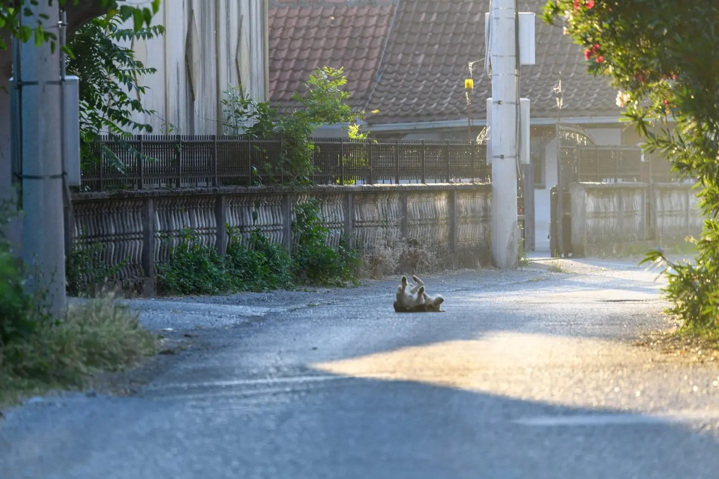 A sandy-coloured local dog rolls luxuriantly on its back in the golden morning light of a narrow village lane in Zeta, Montenegro, its paws folded in complete abandonment to a patch of warm sun.