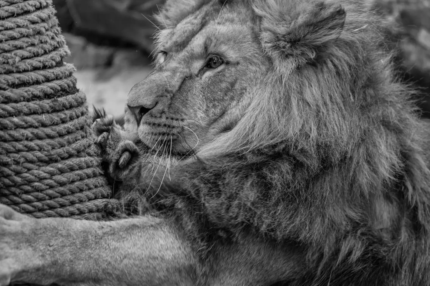 A young male African lion (Panthera leo) presses his cheek against a thick rope post at Artis Amsterdam Royal Zoo, his developing mane rendered in rich grey tones by the black-and-white conversion.