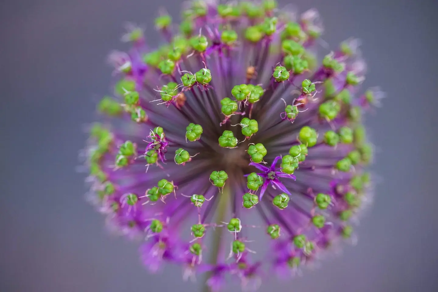 Macro and detail work — the world revealed at the scale we usually walk past.