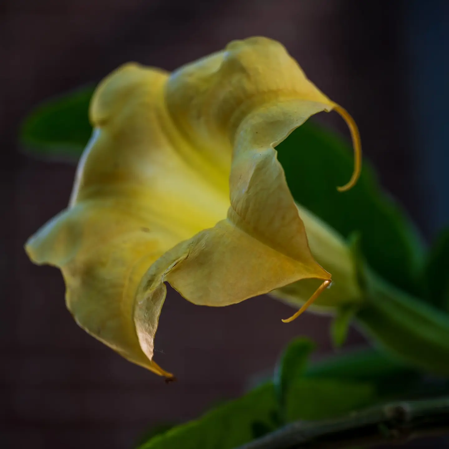 A large pendant trumpet flower of Brugmansia (angel's trumpet) hangs in pale yellow-green against a dark background in a tropical greenhouse in Amsterdam.