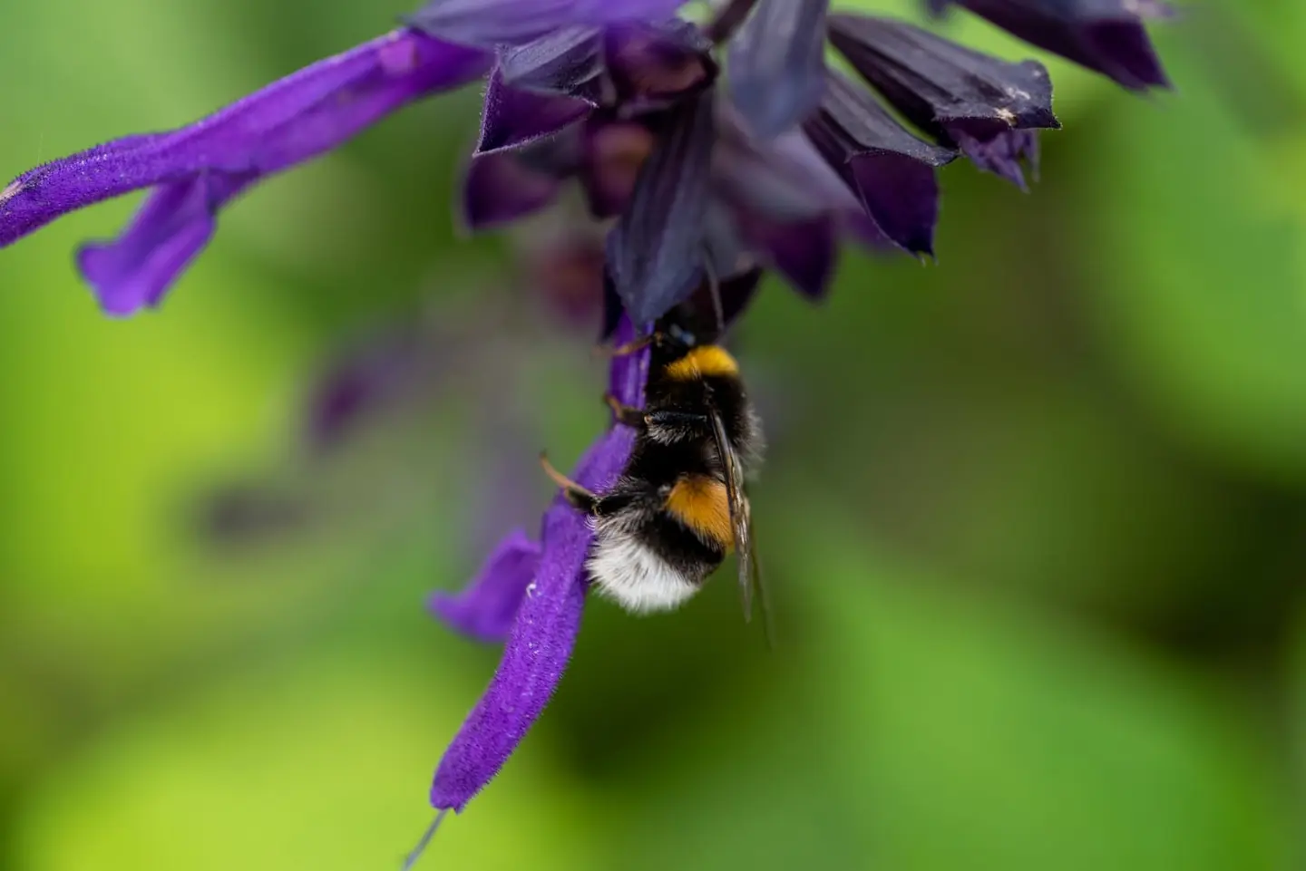 A fuzzy bumblebee hangs upside down from a deep purple salvia flower, its yellow bands and translucent wings sharp against a velvety green of the garden behind.