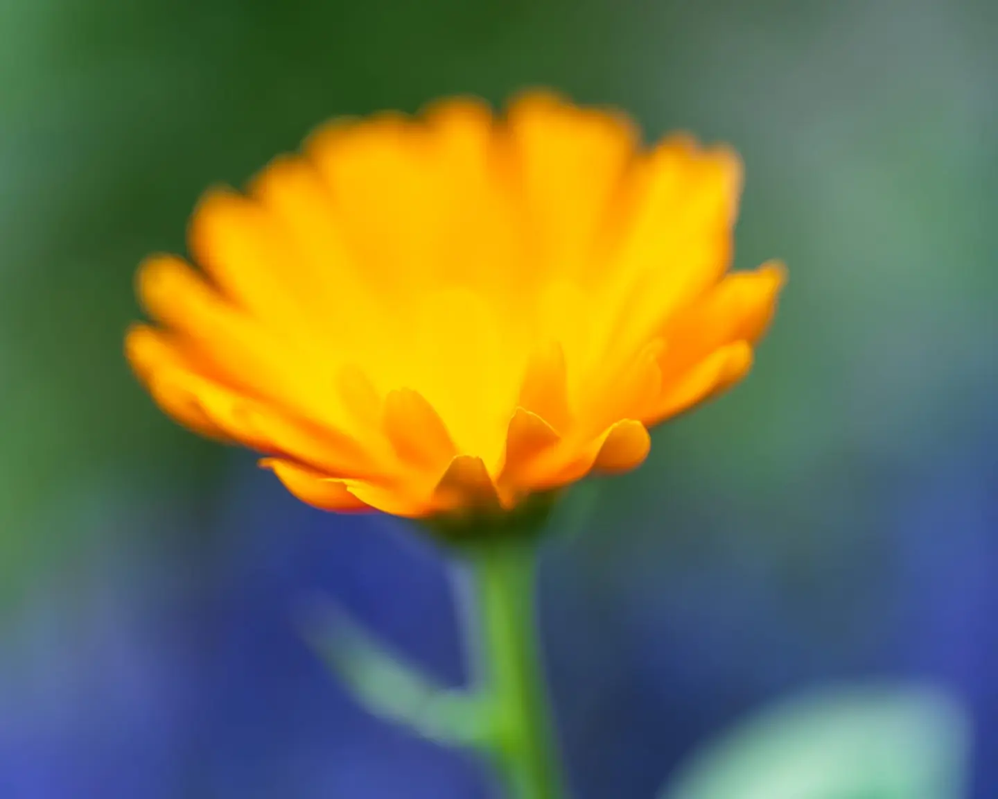 A vivid orange calendula (pot marigold, Calendula officinalis) fills the frame in extreme close-up, its densely layered petals glowing like sunlight against a cool green and blue bokeh background.