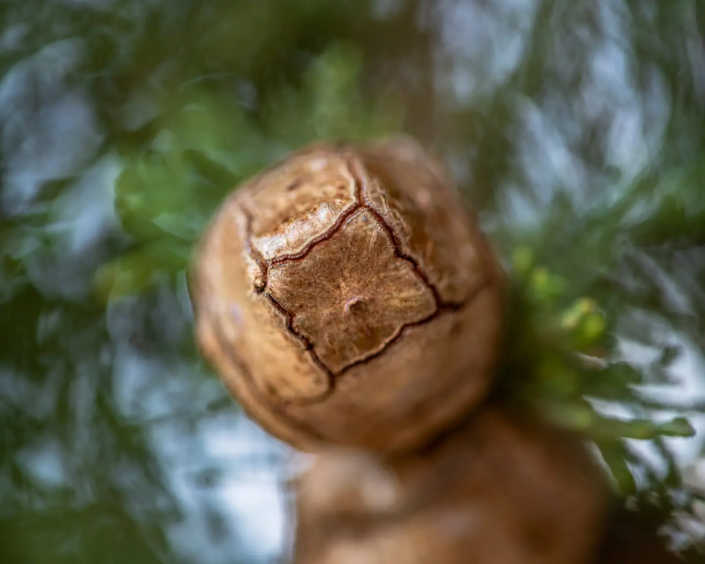 An immature conifer cone — most likely Thuja or Cupressus — fills the frame with its cracked quadrangular top facet in warm bronze and amber.