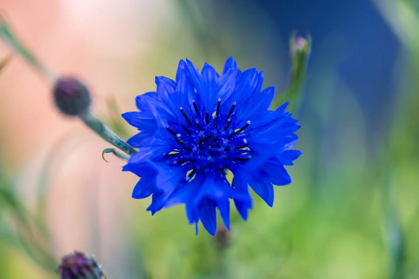 A single cornflower (Centaurea cyanus) in vivid electric blue fills the frame, its fringed ray florets radiating from a tight dark centre.