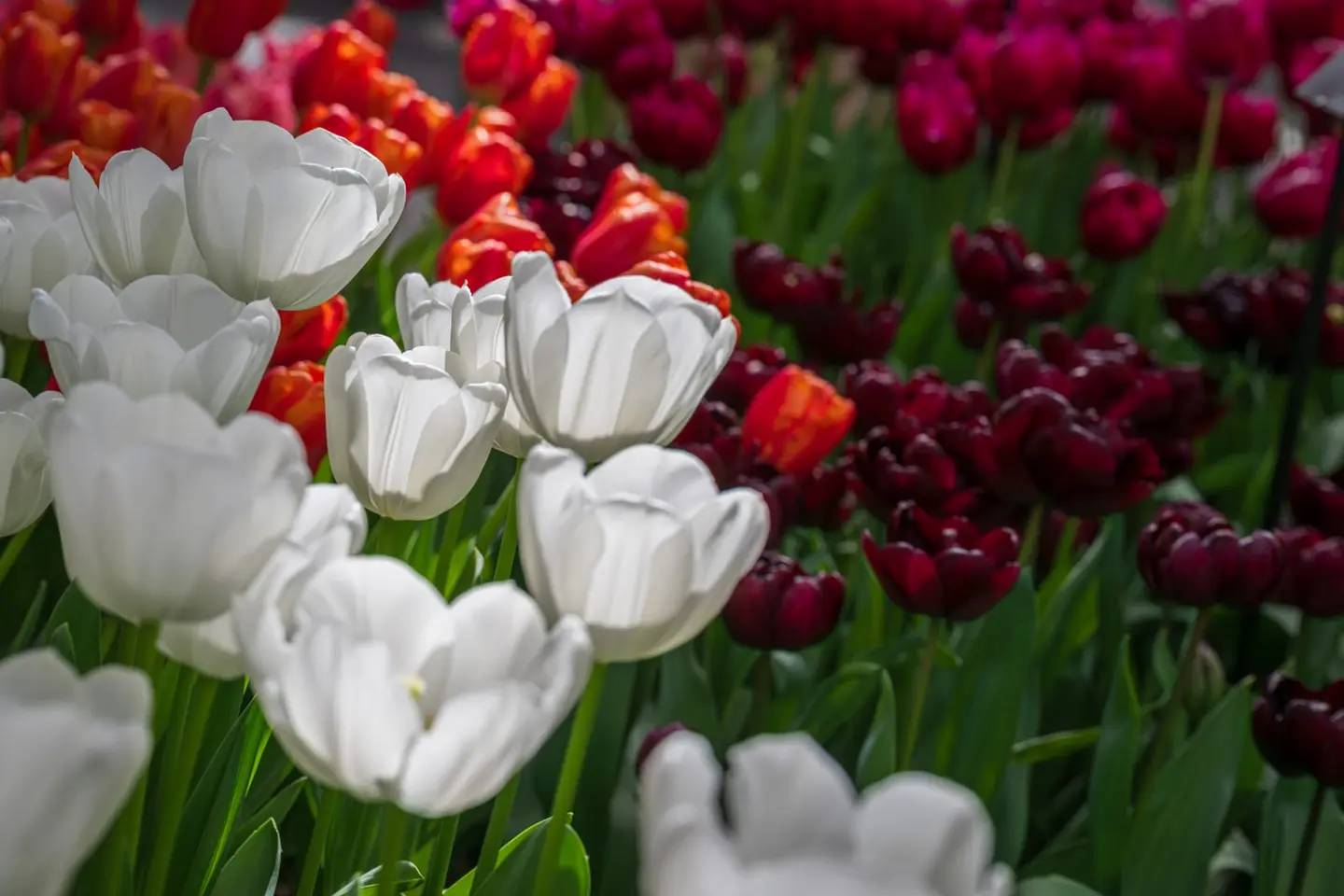 Rows of white, crimson and deep burgundy tulips fill this spring scene near Halfweg in the Dutch flower-bulb district between Amsterdam and Haarlem.