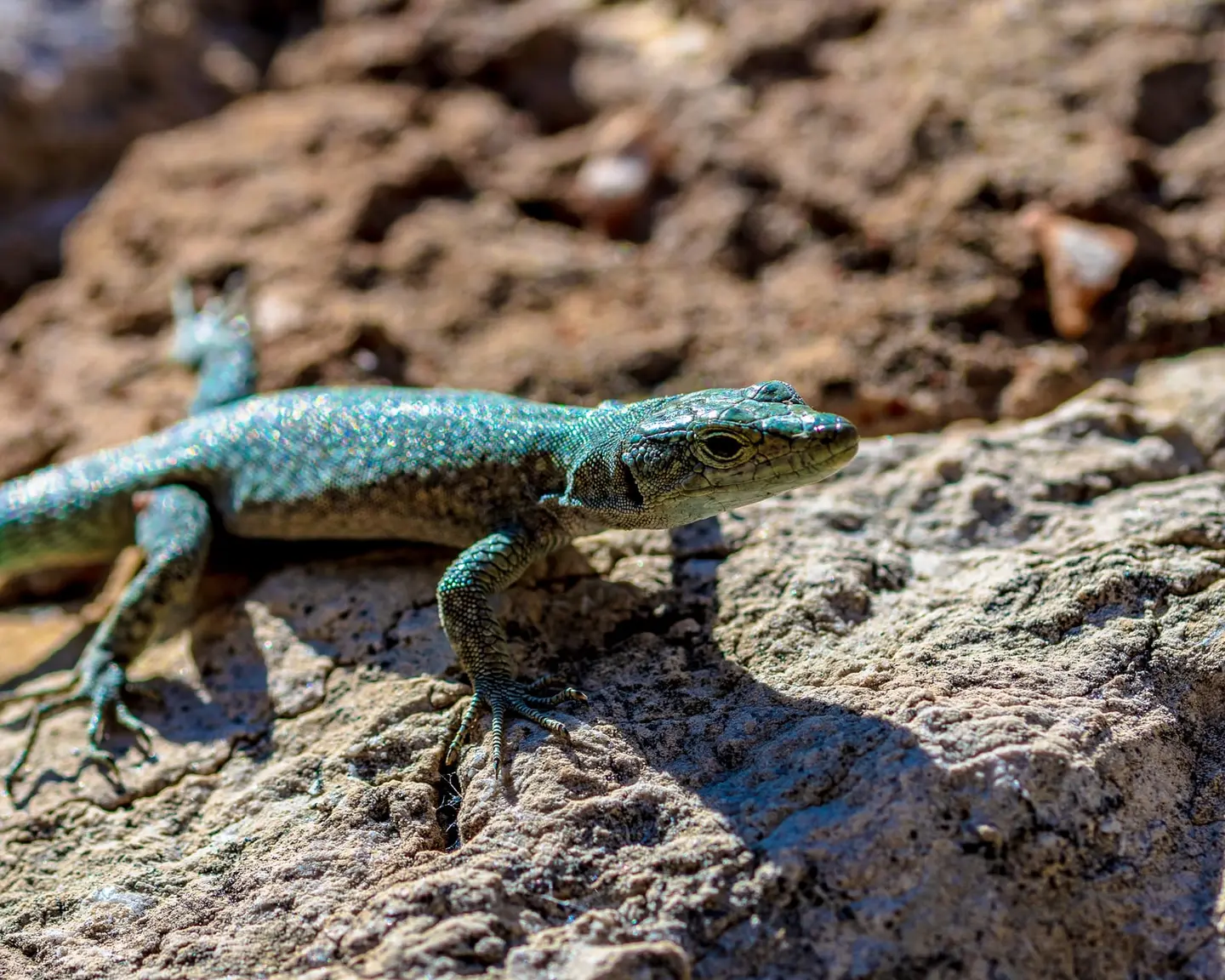A small green-blue Dalamatian wall lizard pauses on warm sun-bleached rock, its iridescent scales and alert eye picked out in sharp macro detail against a soft earthen background.
