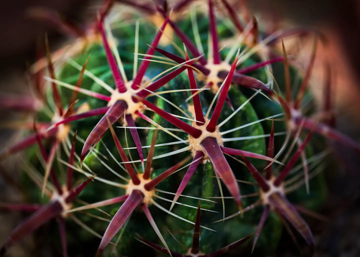 Shot from directly above, a barrel cactus (Ferocactus sp.