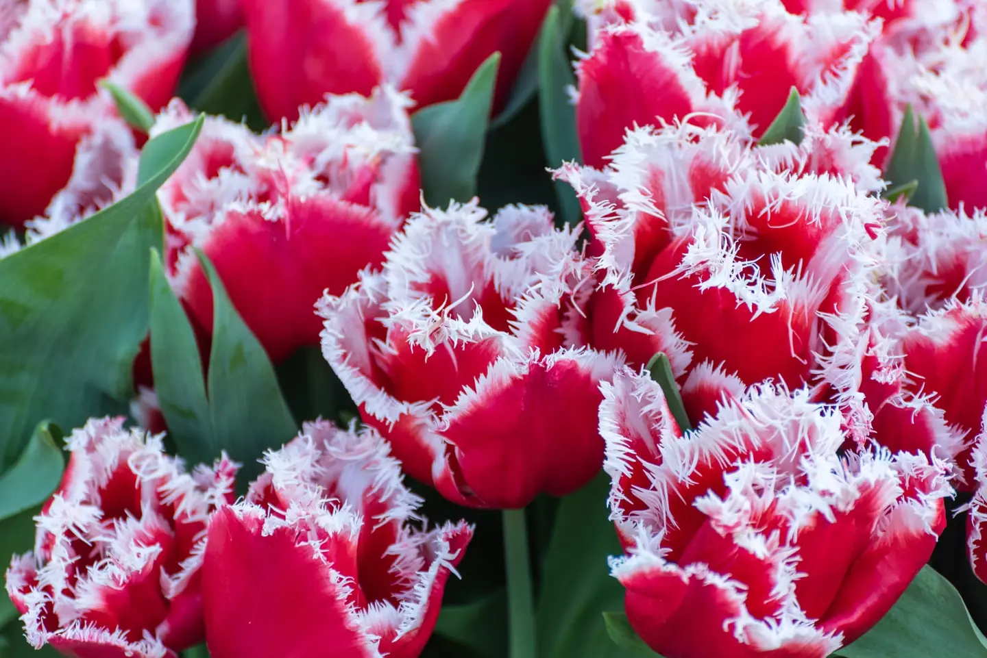 A dense cluster of red tulips with delicate white fringed petal edges fills the frame, their ruffled tips contrasting against deep green leaves in a Dutch springtime garden.
