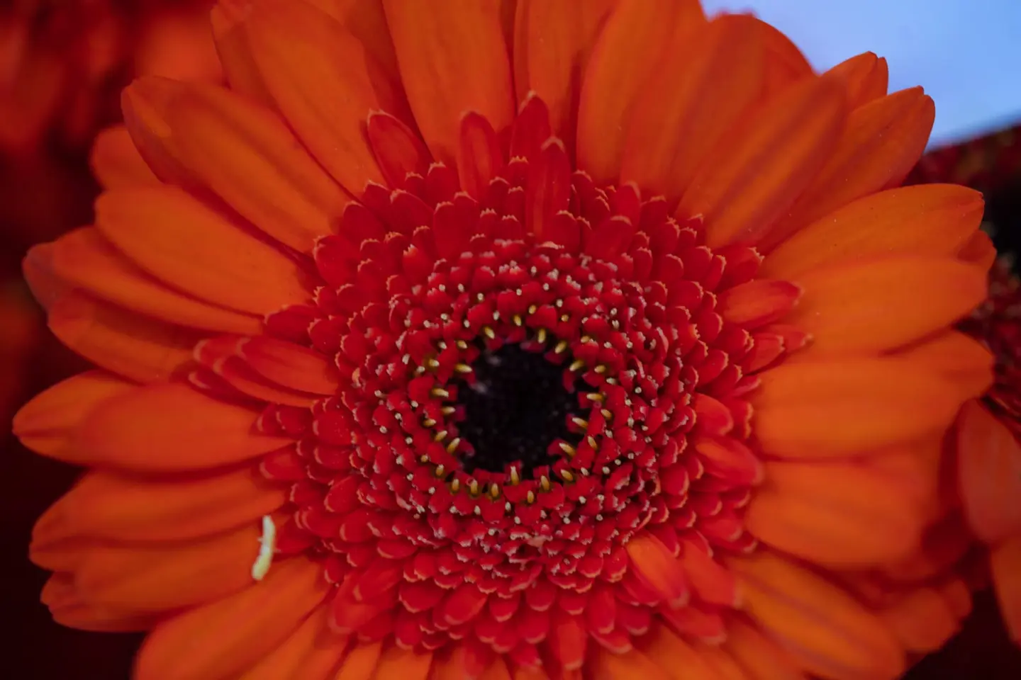 A close macro of a gerbera daisy fills the frame with saturated orange petals radiating around a dense, dark central disc.