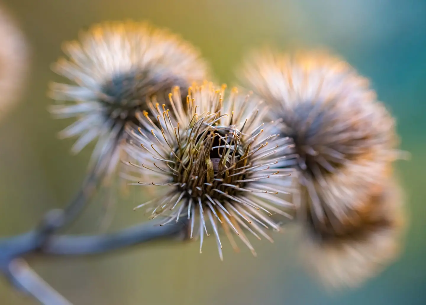 Three dried seedheads of greater burdock (Arctium lappa) cluster on their stem in soft light, each a perfectly formed sphere of hooked bracts tipped in gold at the residual stamens.