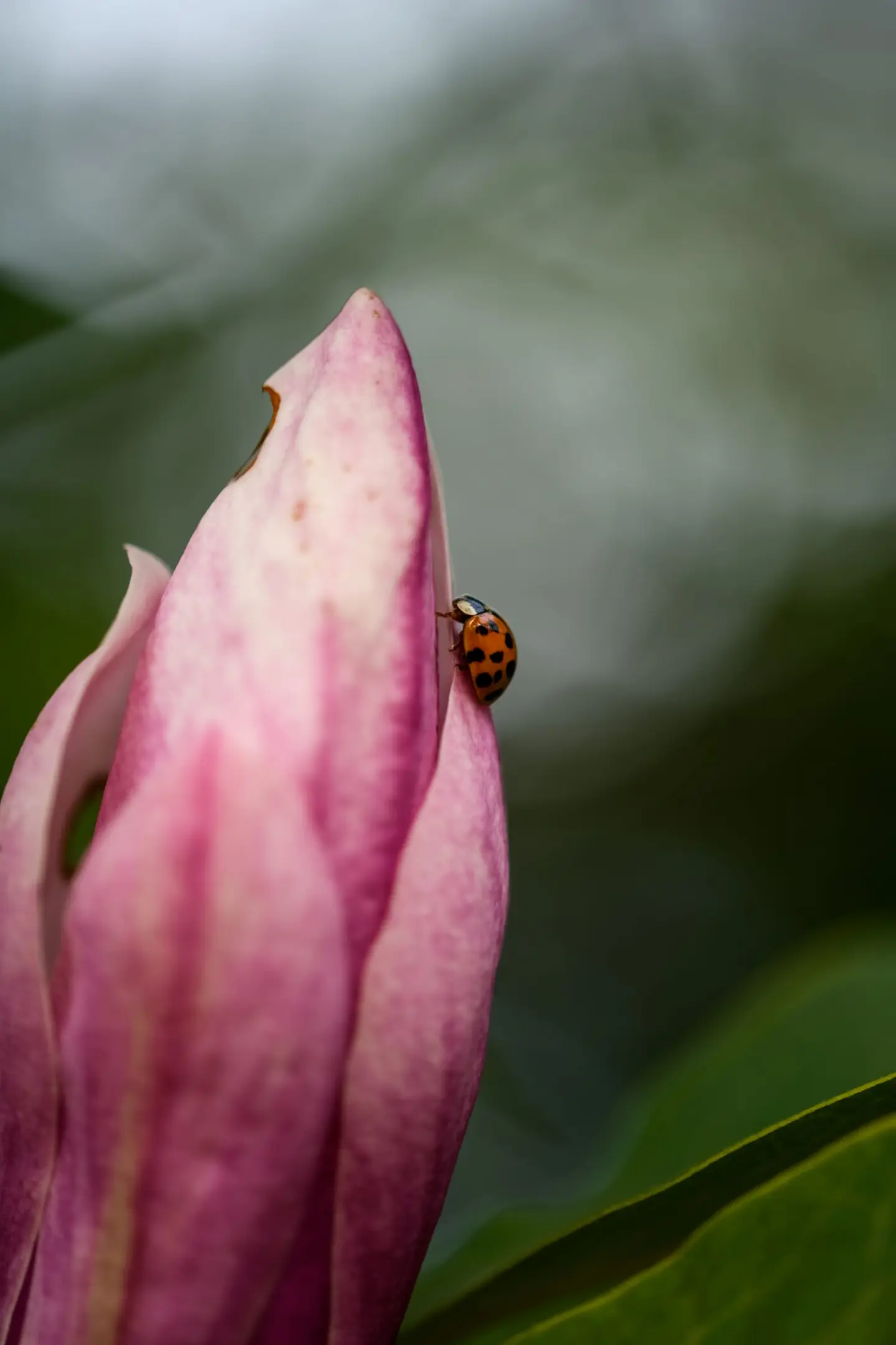 A harlequin ladybird (Harmonia axyridis) perches on the pointed tip of a pink magnolia petal, its orange and black spotted shell jewel-bright against the soft botanical pink.