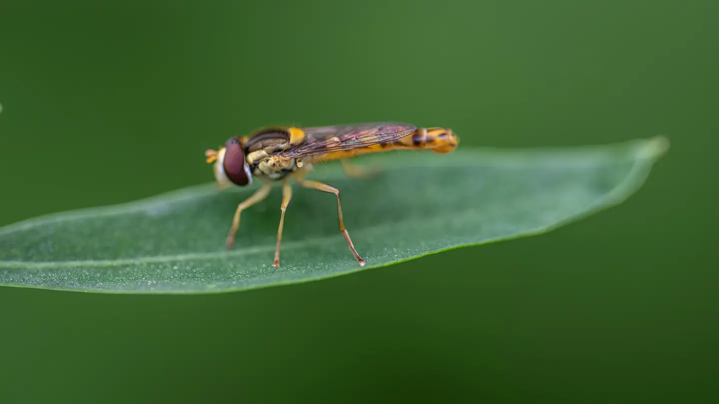 A hoverfly from the family Syrphidae rests motionless on a narrow lance-shaped leaf in this macro shot taken in Delfshaven, Rotterdam.