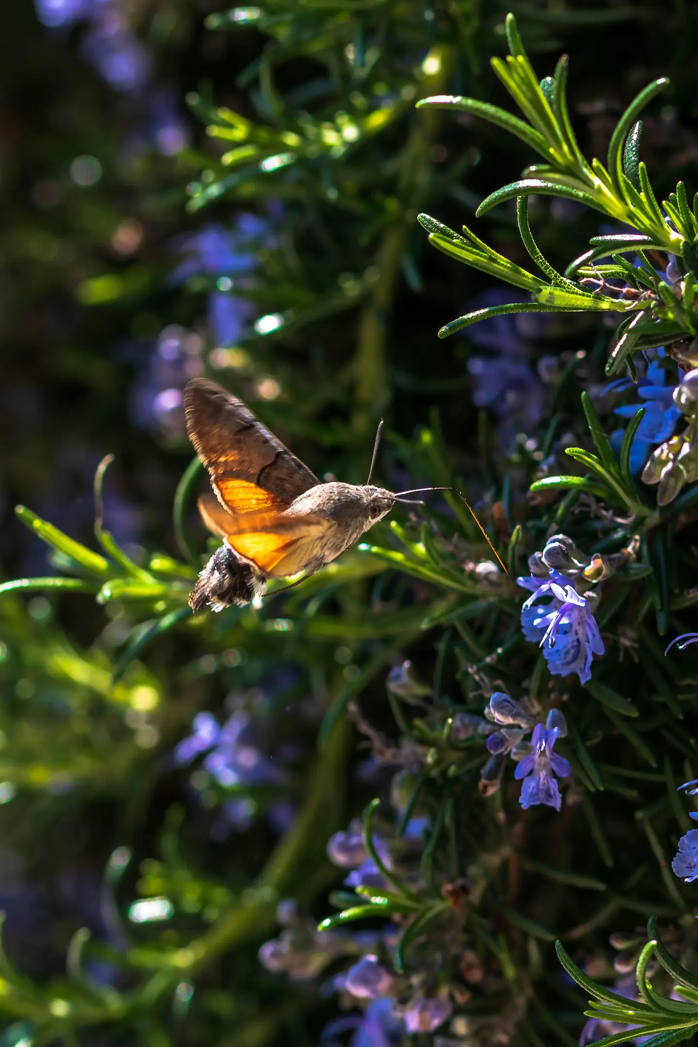 A hummingbird hawk-moth hovers mid-air, orange wings blurring as it feeds on tiny lavender rosemary blossoms.