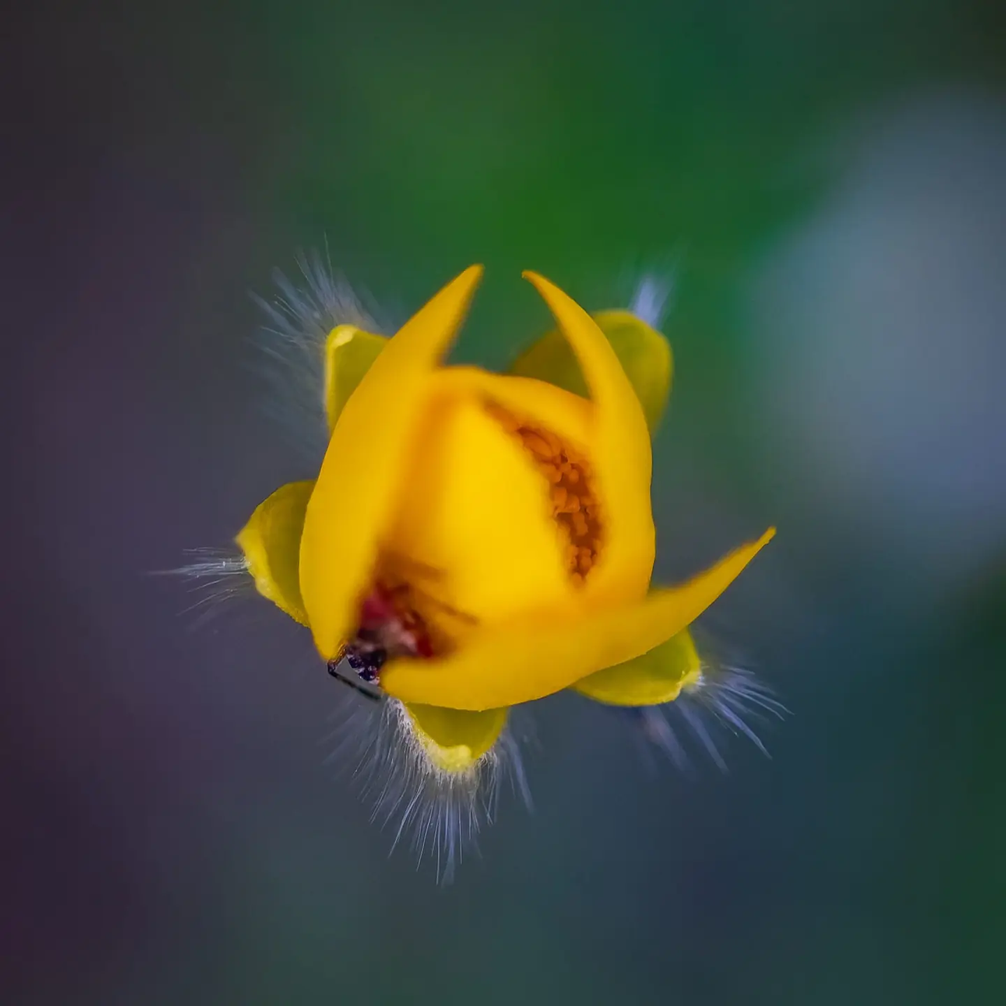 A yellow flower bud — most likely Hypericum or a related species — cracks open to reveal its inner architecture: curved yellow petals, orange-red stamen base, and hairy sepals radiating outward like…