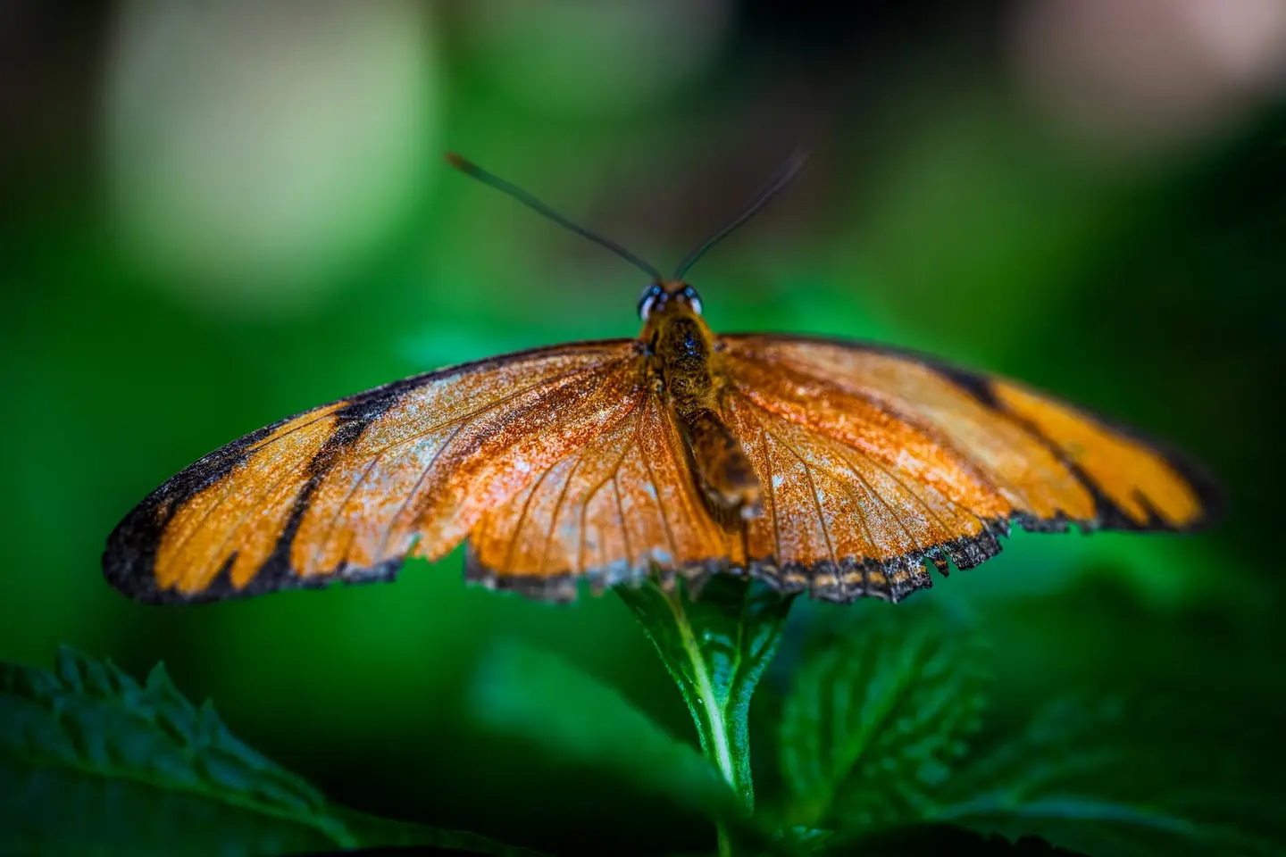 A Julia butterfly (Dryas iulia) holds its wings fully open on a stem inside a tropical butterfly house in Amsterdam, its vivid orange wings marked with thin black border lines and a small dark apical…