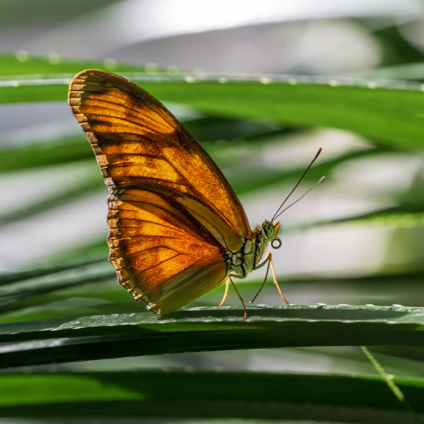 A Julia butterfly (Dryas iulia) rests with wings folded on a dewy grass blade, showing the understated golden-amber underwing pattern that serves as camouflage when resting.