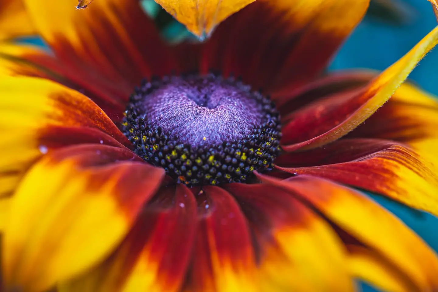 A close-up of a black-eyed Susan reveals a purple dome at its core, ringed by pollen flecks and surrounded by glowing orange and crimson petals.