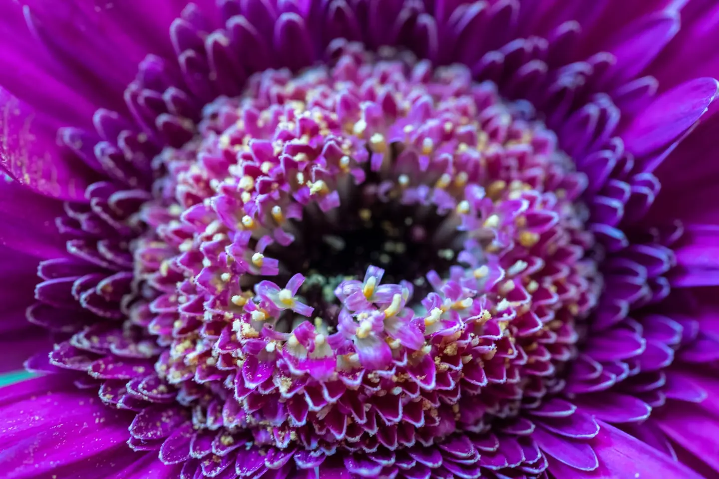 An intimate macro of a magenta gerbera reveals its dense crown of tiny florets, pollen scattered like dust across luminous purple-pink petals.