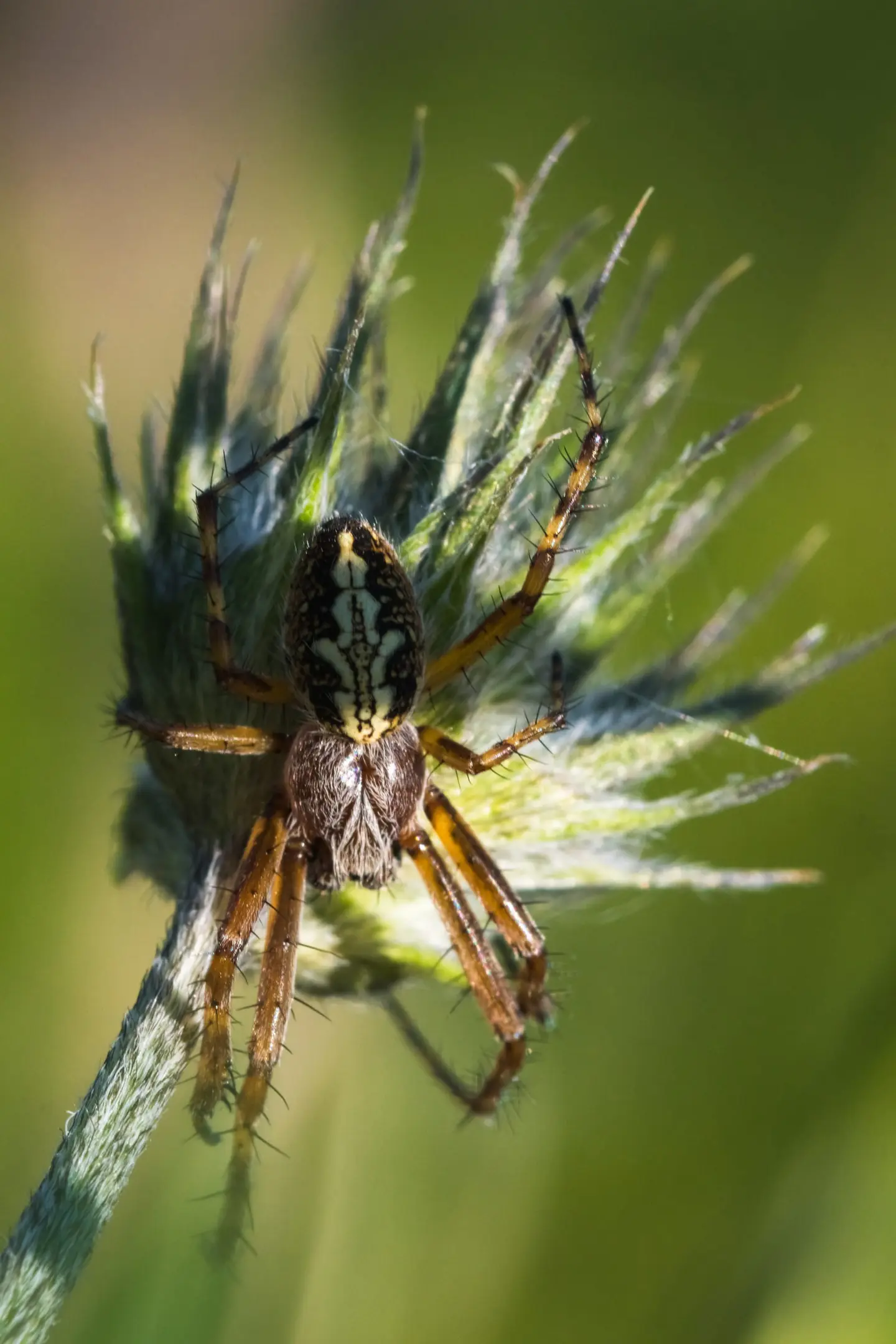 A patterned orb weaver spider rests at the crown of a backlit grass head, its legs splayed across the wispy seed bristles.