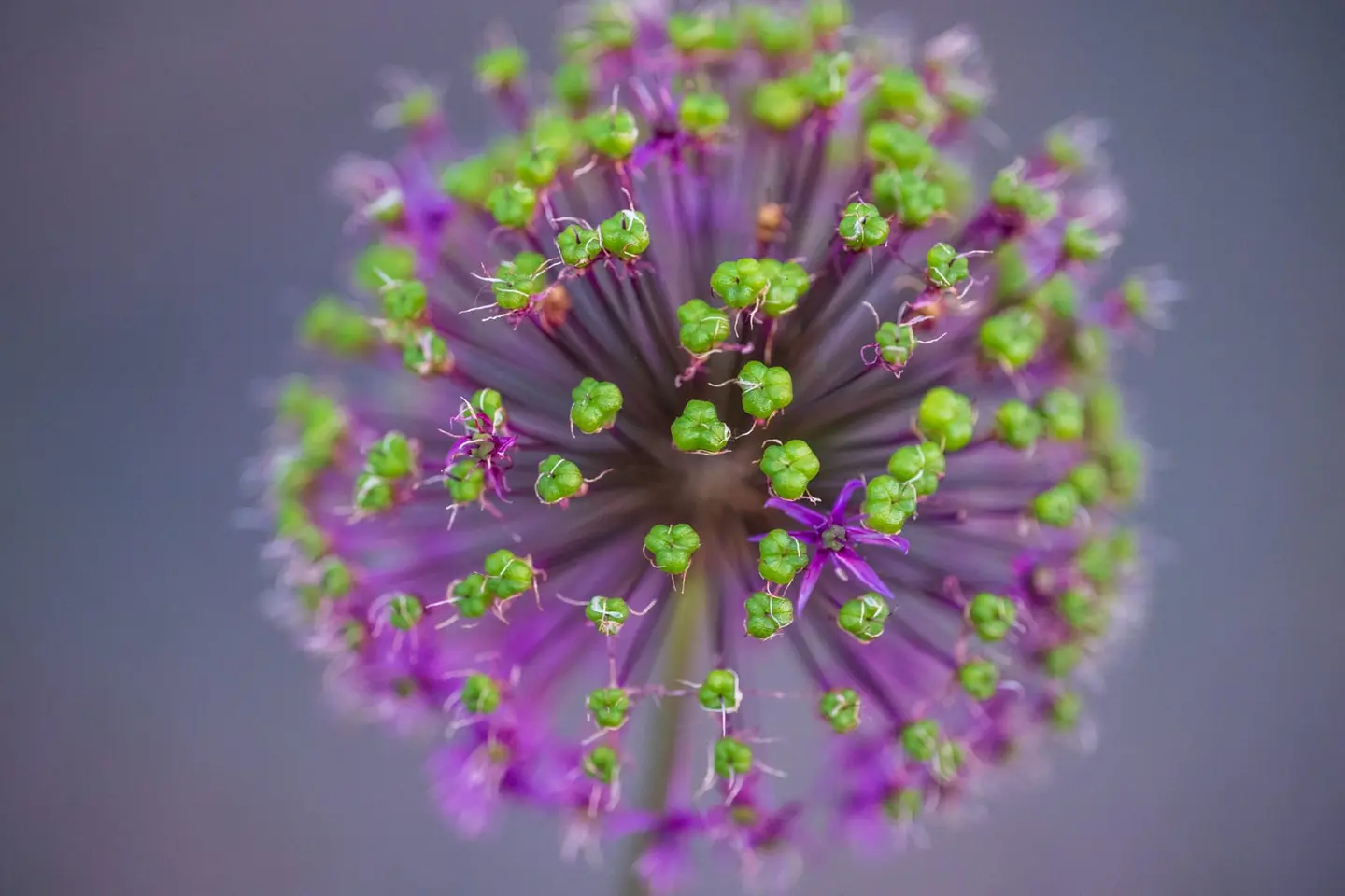 An ornamental allium (Allium sp.