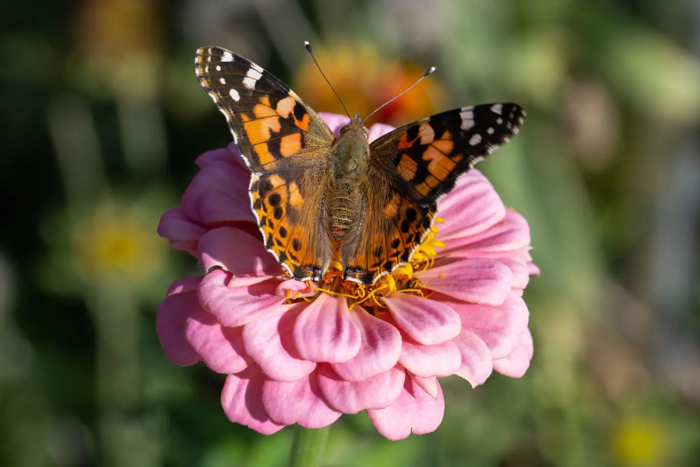 A Painted Lady (Vanessa cardui) holds its wings fully open on a bright pink zinnia near Klis, Croatia in October 2024.