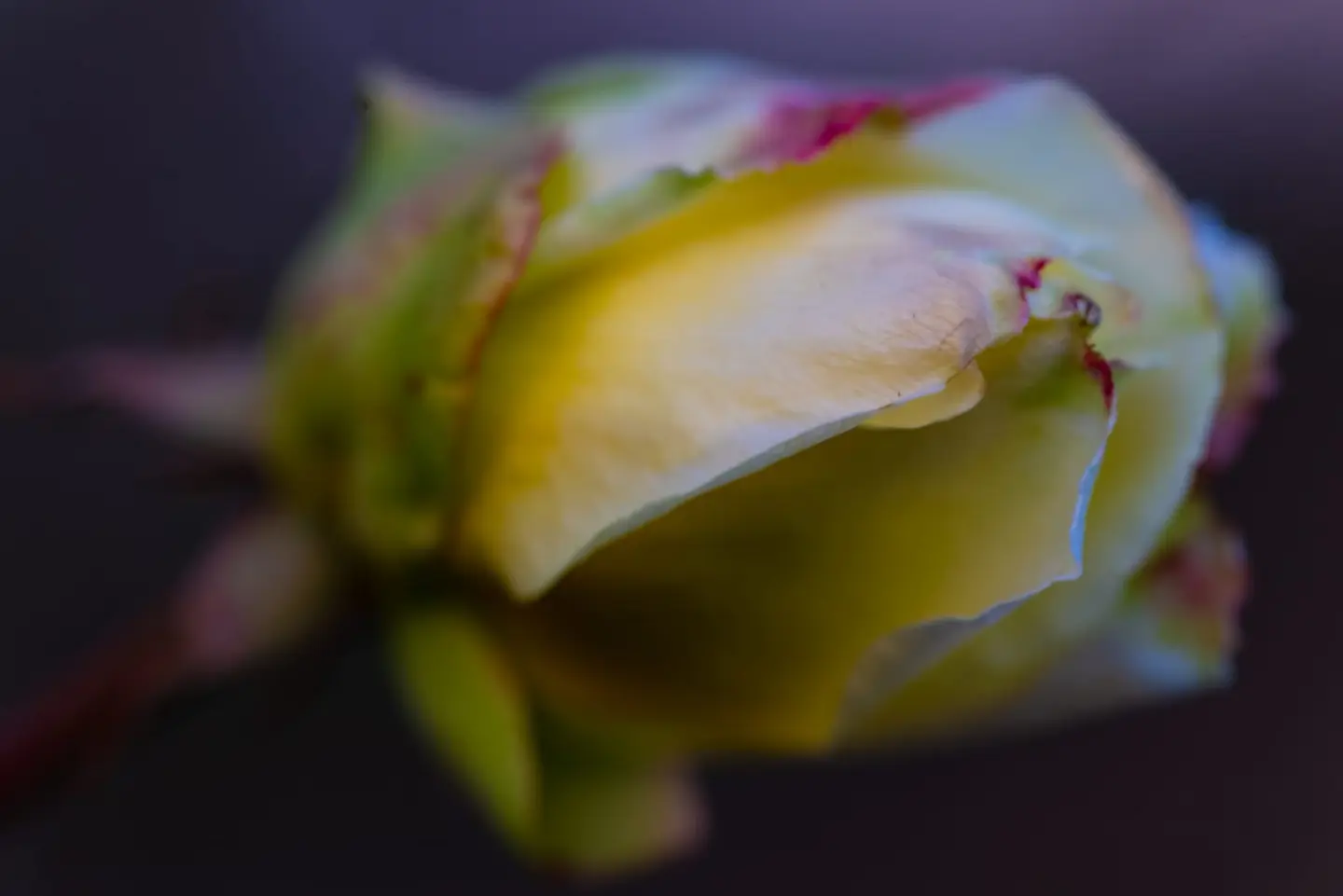 A single cream and yellow rosebud, edged in faint magenta, opens against a moody dark background in a tender macro study of texture and curl.