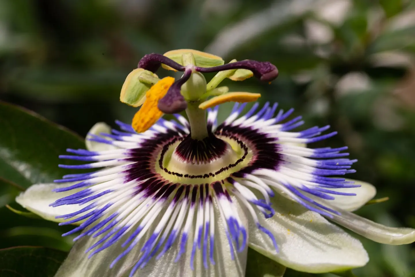 A passionflower bloom unfurls intricate purple and white filaments around a central crown of stigmas and yellow anthers.