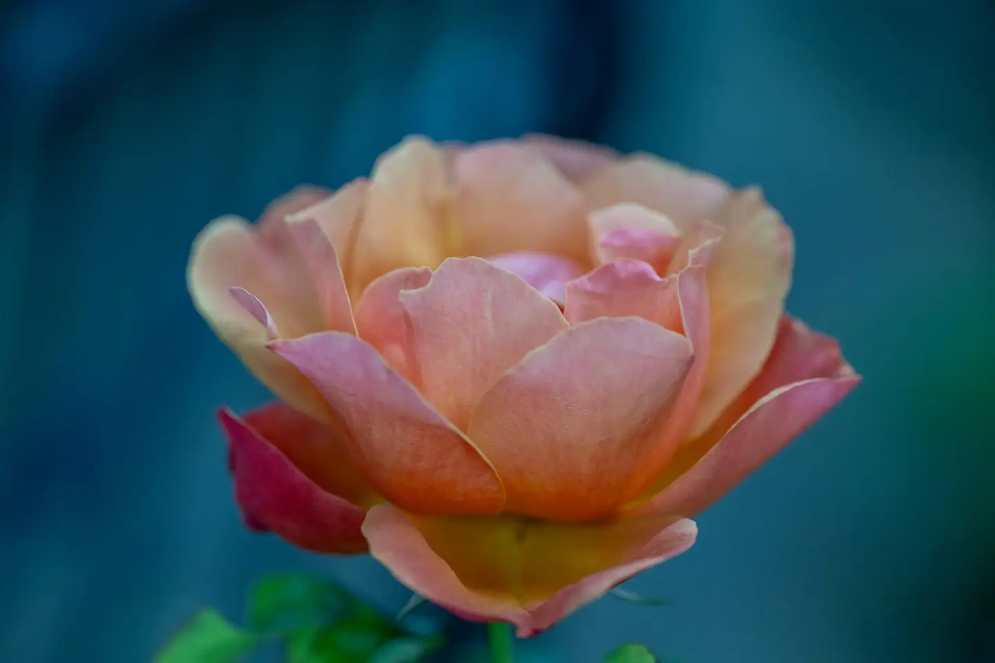 A garden rose in soft peach and gold unfolds its layered petals against a rich blue-teal evening background, its warm centre glowing against cool ambient bokeh.