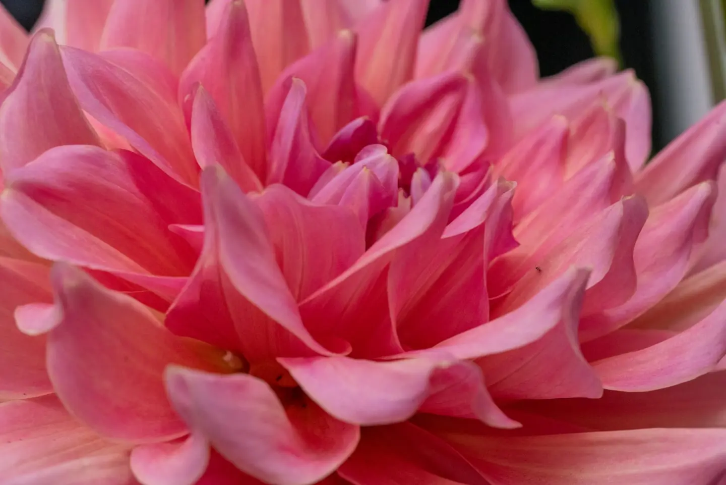 A soft macro study of a pink dahlia captures its layered petals curling outward in gentle gradients, the tightly furled center hinting at a hidden core.
