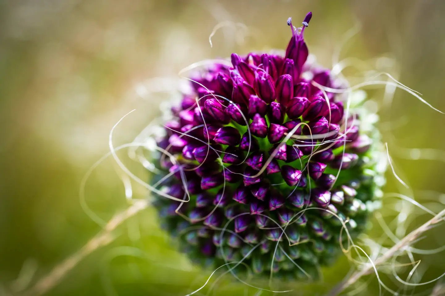 An unopened allium head of tightly packed magenta buds stands amid a soft golden meadow, with curling grass tendrils framing the bloom in warm bokeh.