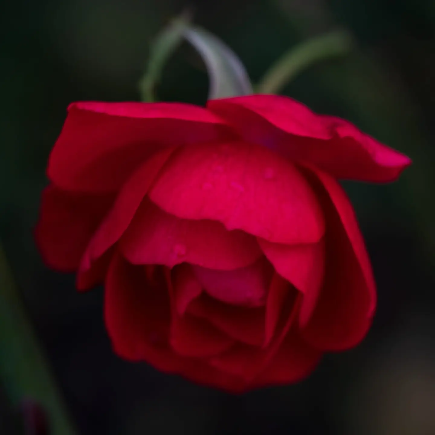 A deep crimson garden rose in partial bloom fills this square-cropped frame against an almost-black background, lit from the upper right to reveal the velvet texture of its petals and subtle…