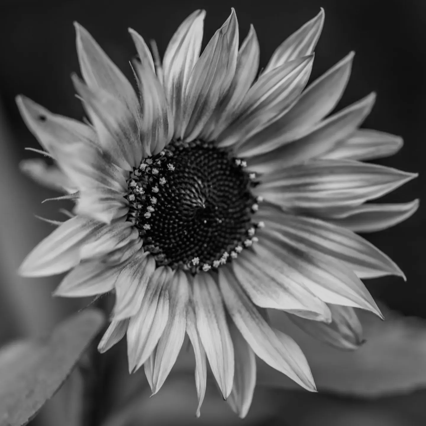 Sunflower Power