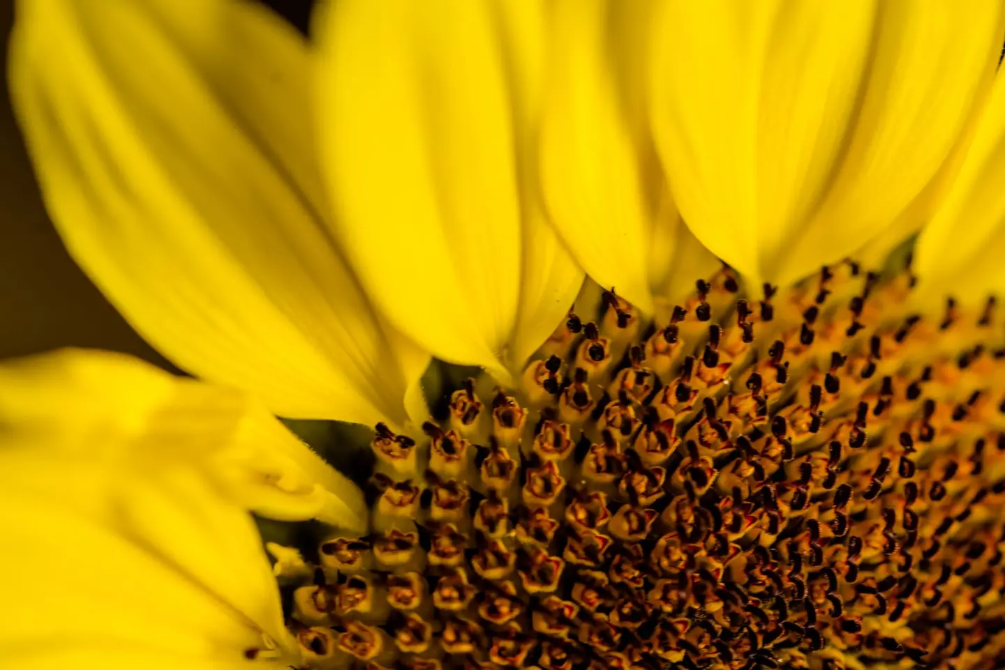 The disc centre of a sunflower (Helianthus annuus) fills the frame with its Fibonacci spiral of individual florets — each one a tiny trumpet of deep amber and chocolate brown at the outer ring,…