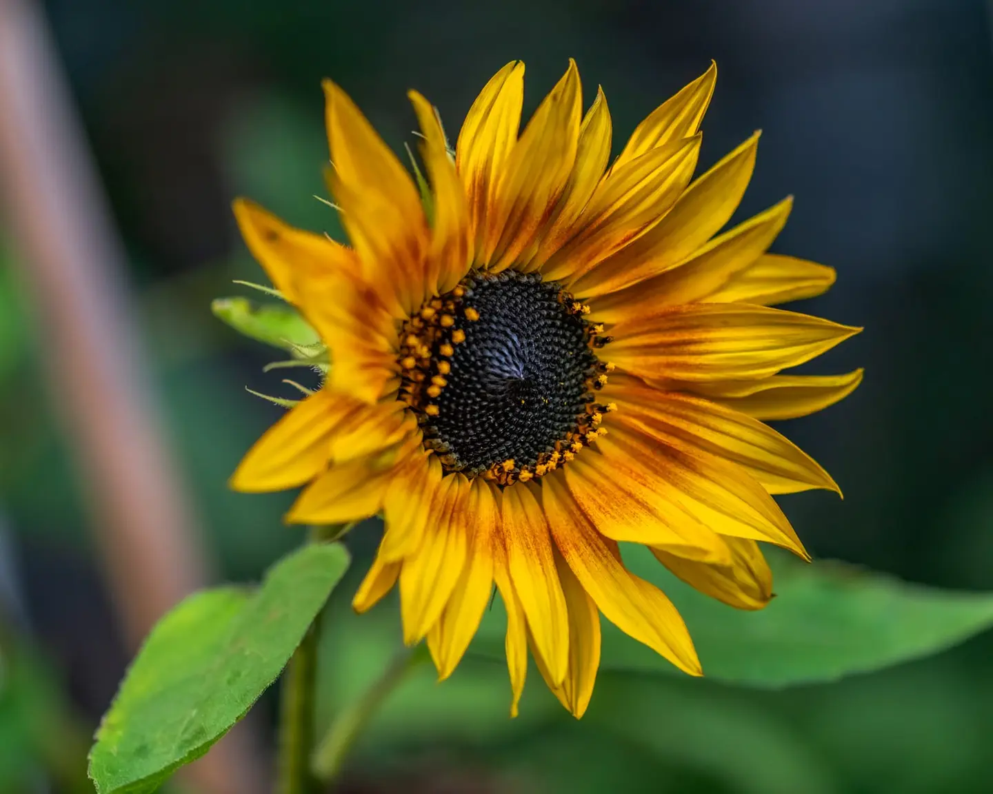 A single ornamental sunflower (Helianthus annuus) stands in full bloom on an October afternoon, its yellow ray petals slightly ruffled, disc centre a ring of white against deep brown.