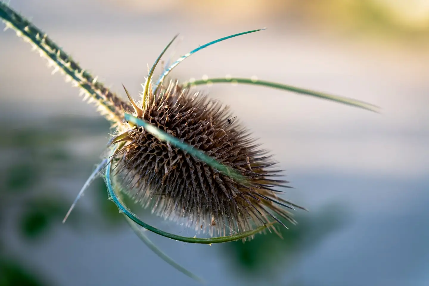 A dried teasel (Dipsacus fullonum) seedhead catches backlight from a low August sun, its spiny oval form ringed in warm gold while the recurved bracts radiate outward.