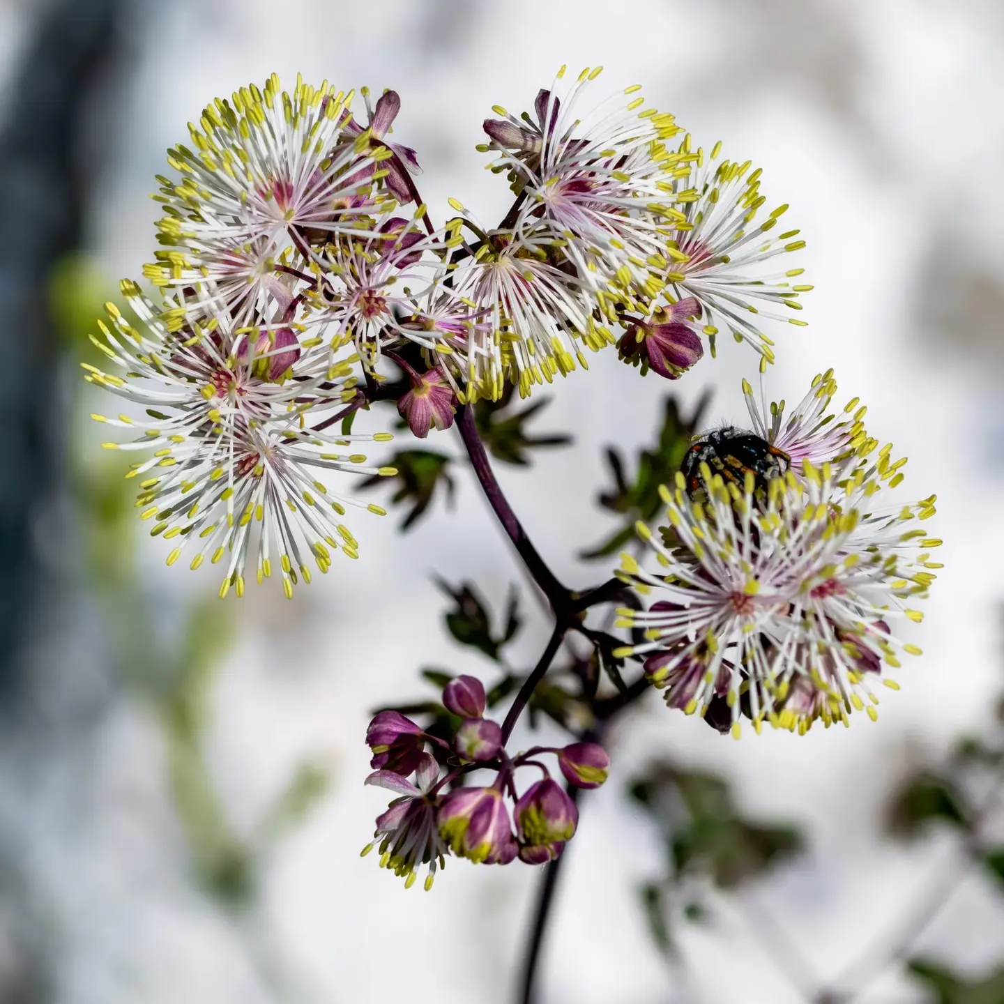 Clusters of Thalictrum (meadow rue) flowers rise against a bright rock-wall background, each blossom a pom-pom of white stamens tipped in yellow-green with deep maroon-purple sepals at the base.