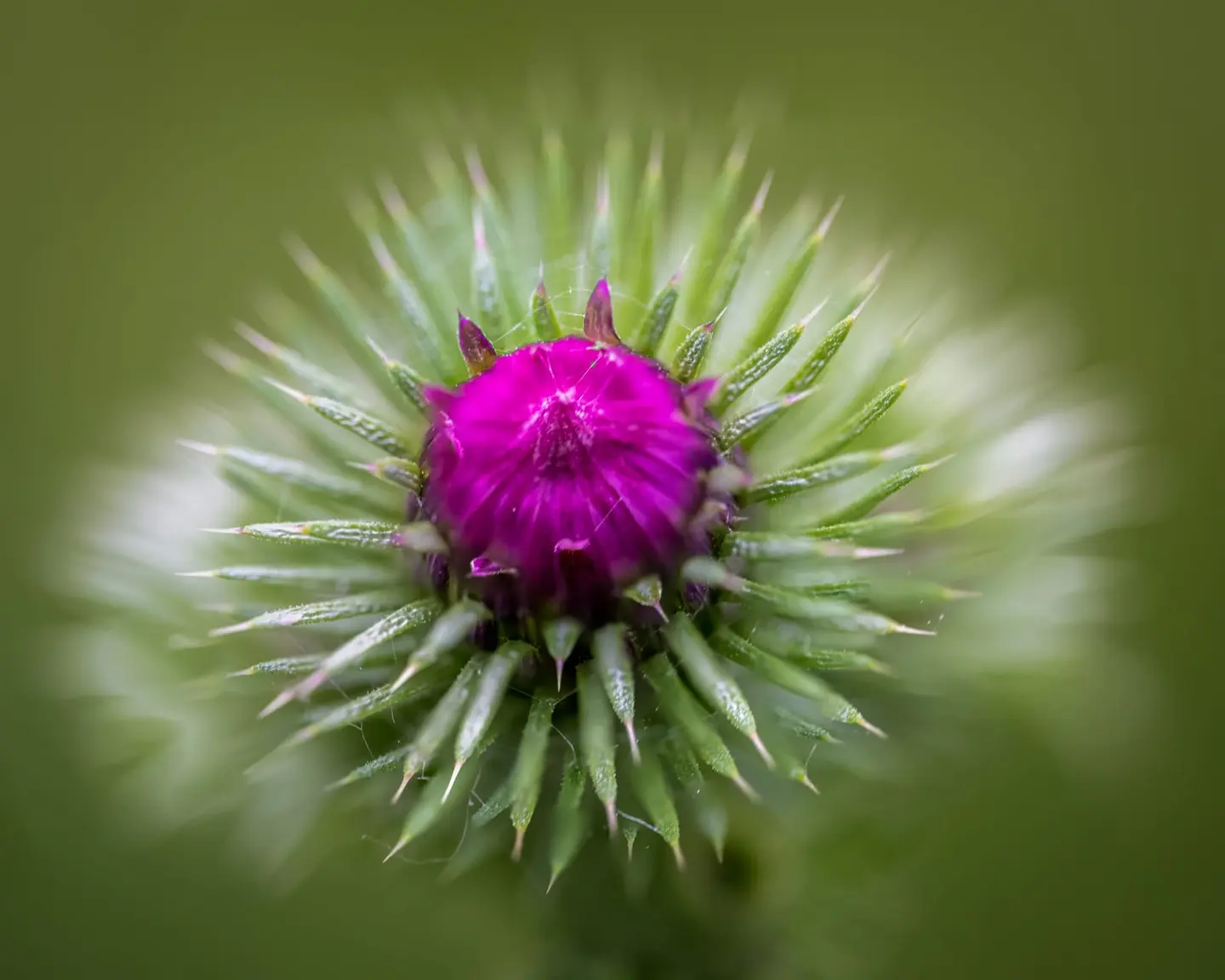 A magenta thistle bud crowns a halo of spiky green bracts, captured in tight macro against a creamy green bokeh.