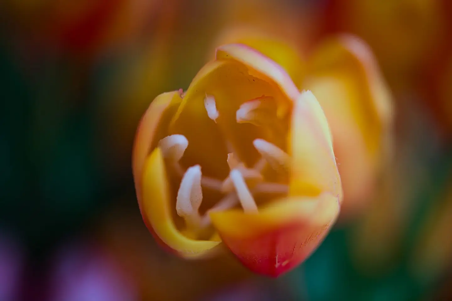 Peering into the open cup of a yellow and red tulip, the pale stamens form a ring inside warmly glowing petals.