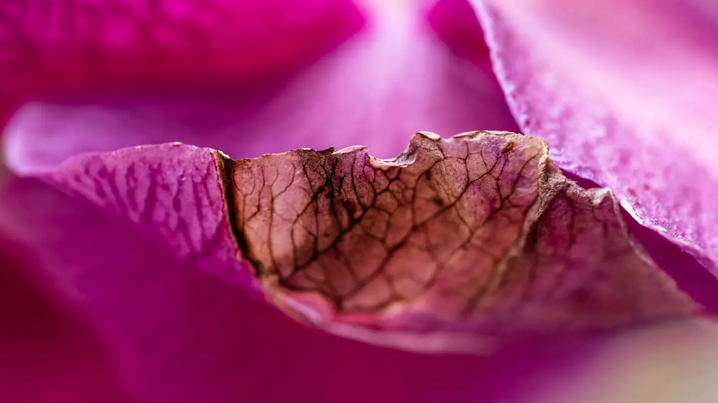 An extreme close-up reveals the delicate veining of a fading magenta petal, its translucent surface curling against soft folds of fuchsia bloom.