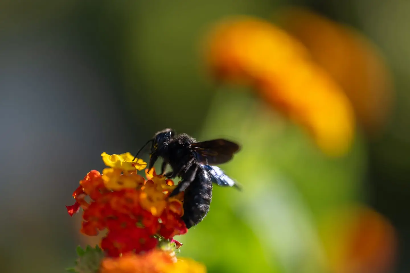 A large violet carpenter bee (Xylocopa violacea) works a cluster of Lantana camara flowers near Klis, Croatia in October 2024 — its iridescent black body catching blue-violet highlights in afternoon…