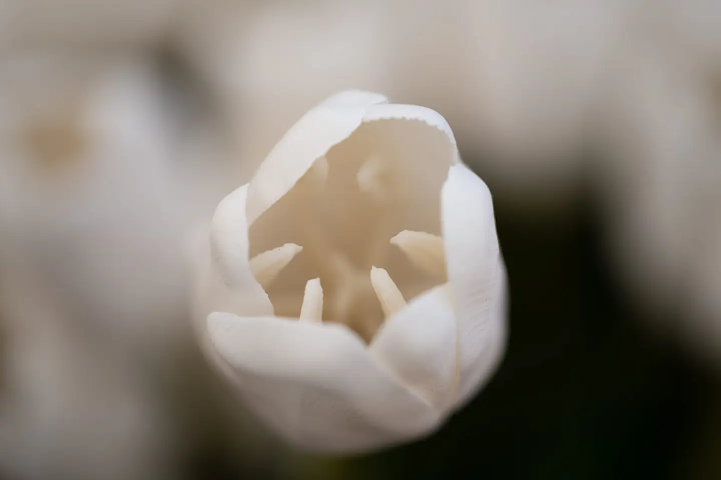 A single white tulip cradles its pale inner stamens in soft, diffuse light.